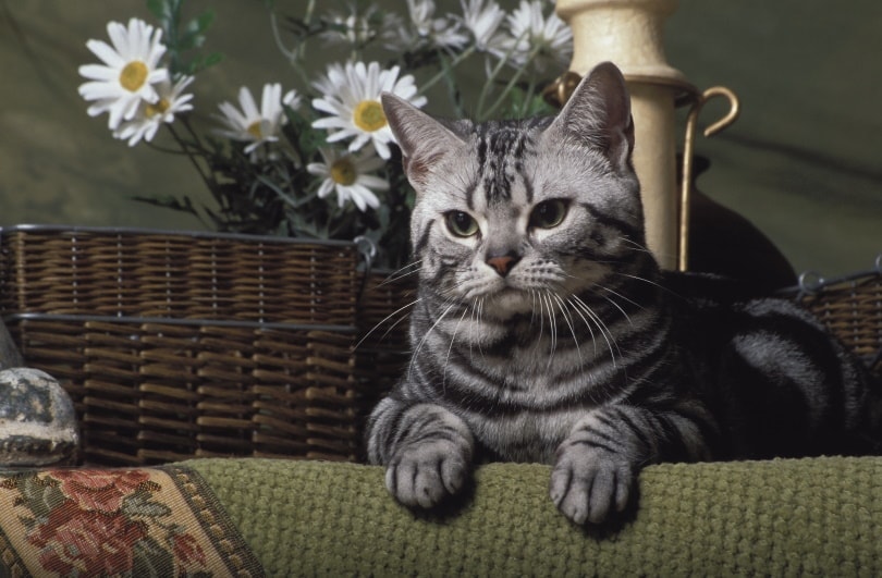 American shorthair cat