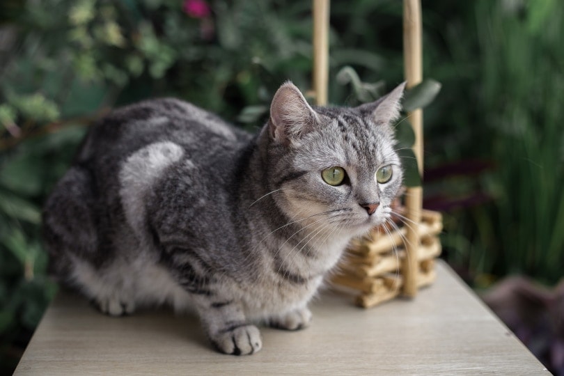 American Shorthair beobachtet etwas