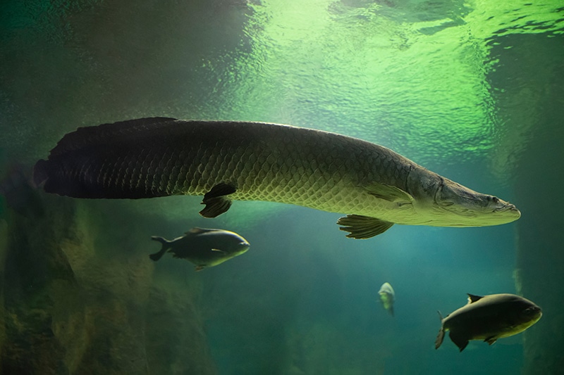 Arapaima Pirarucu