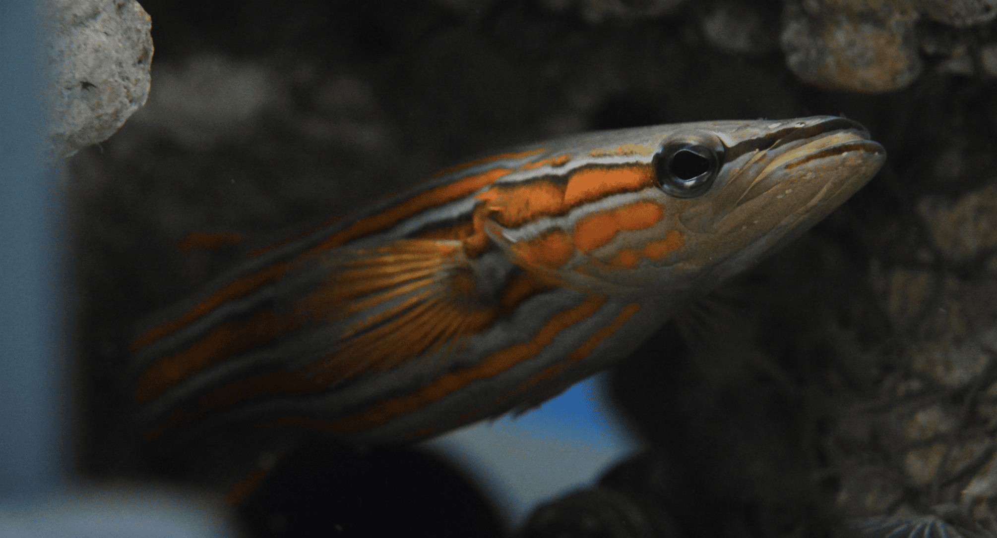 Australian Flathead Perch