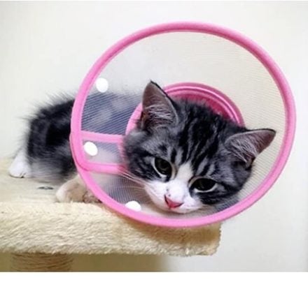 best cat cone collar