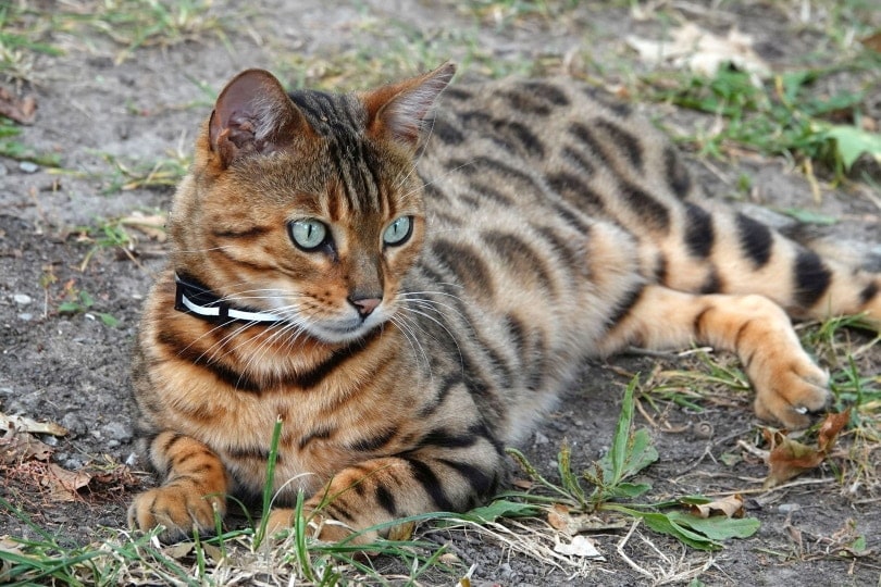 Bengal cat lying on the ground