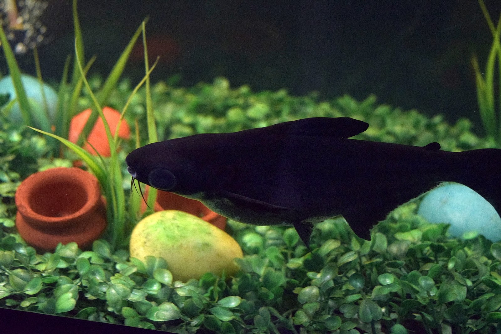 Black Catfish at Kankaria Aquarium, Ahmedabad