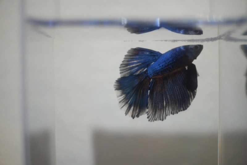 Blue betta in a fish tank