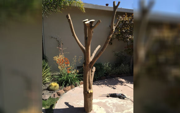 Branch Cat Tree- Honest To Paws