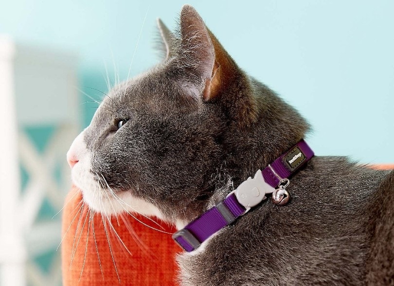 Reflective Cat Collar Quick Release Soft and Comfortable Adjustable 6 Pack Cat Collars for Kittens Cute and Durable