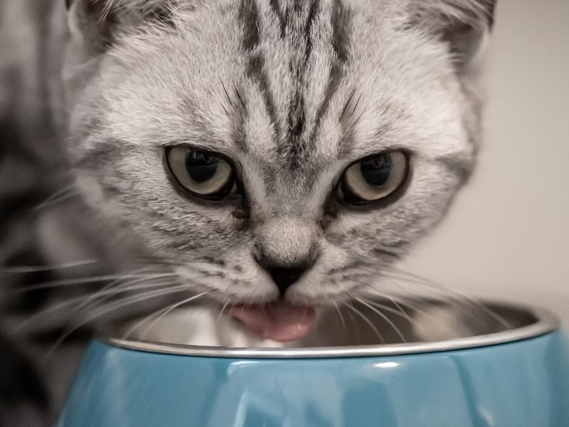 British Shorthair cat closeup with food bowl