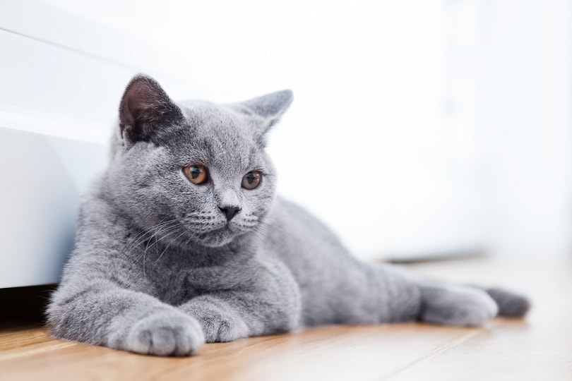 British Shorthair pedigreed kitten with blue gray fur