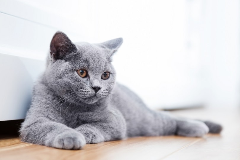 Gato gris con ojos dorados acostado en piso laqueado