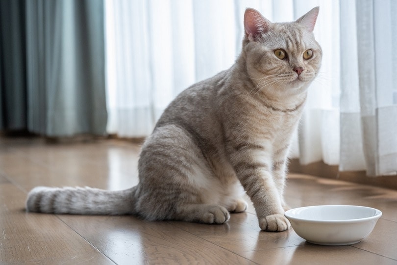 Un british shorthair