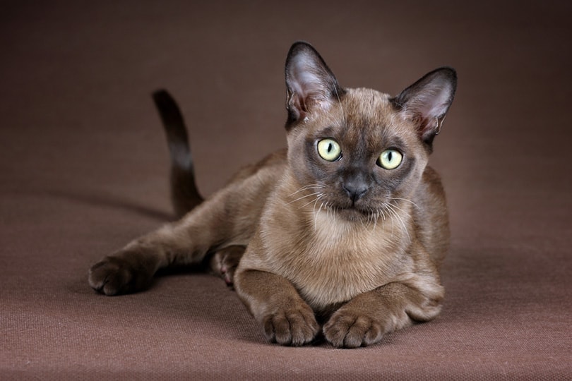 Burmese Cat: Breed Info, Pictures, Temperament & Traits | Hepper