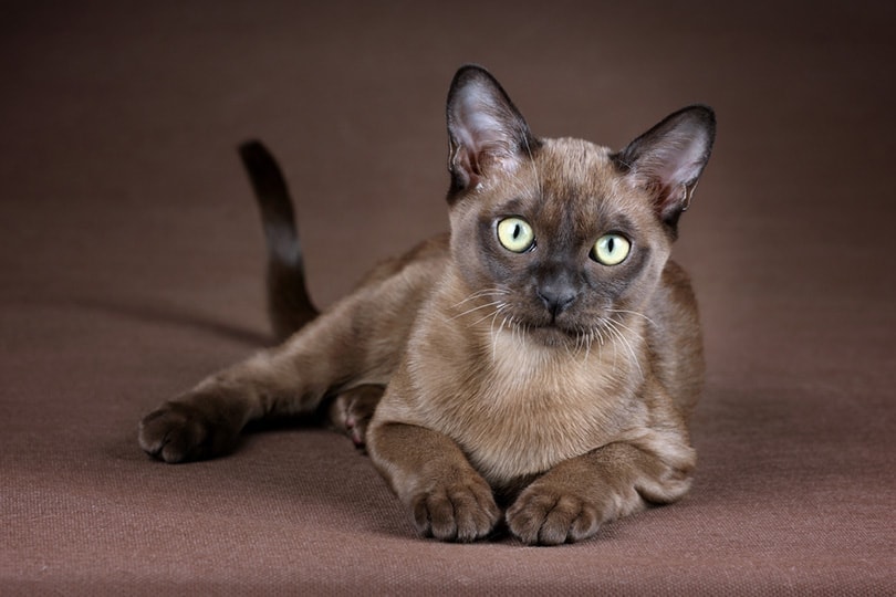 Burma-Katze liegt und schaut in die Kamera