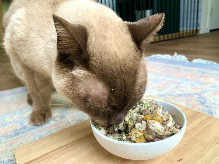 10 Vet-Approved Homemade Cat Food Recipes (Easy & Tasty!) | Hepper
