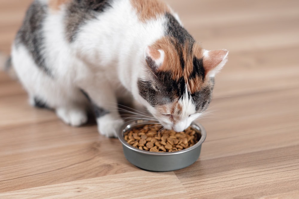 Cat eating from a food bowl