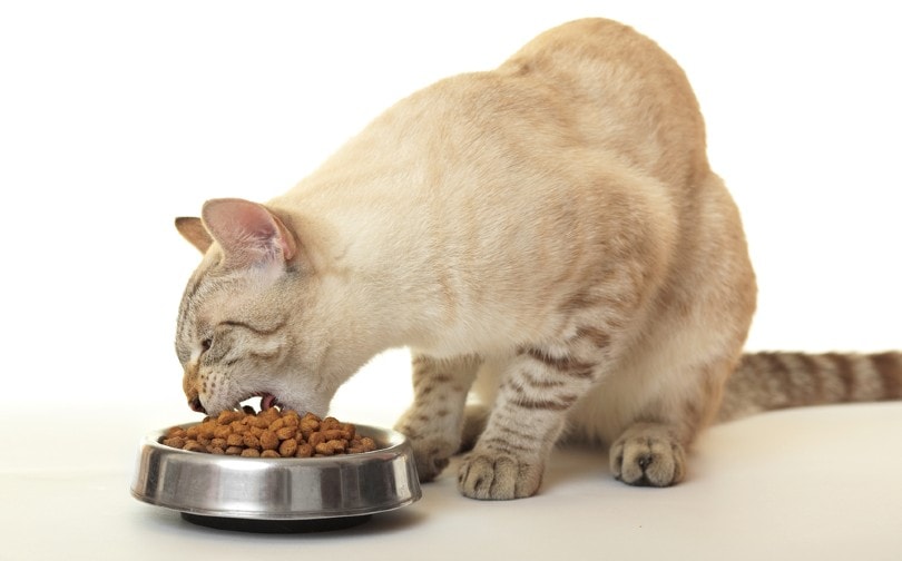 A cat hungrily eats dry food
