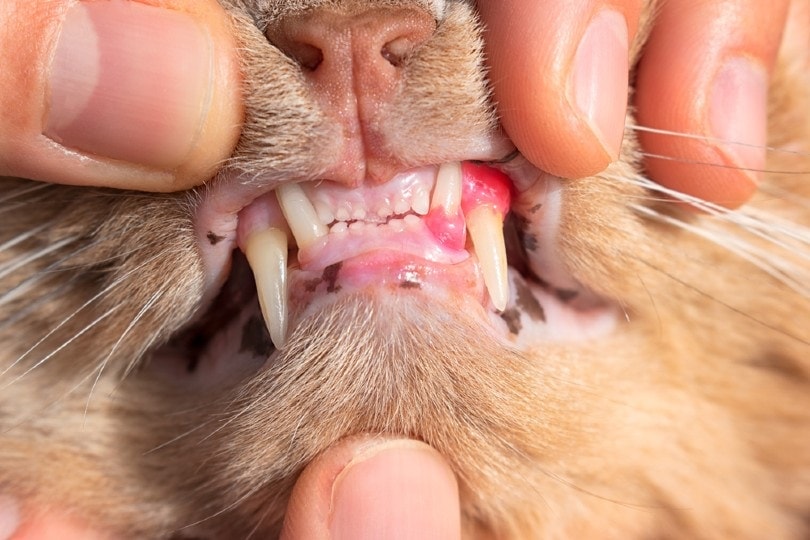 Cat with red, swollen an inflamed gums