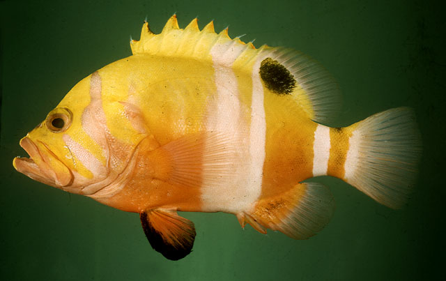 Cephalopholis igarashienisis, the Garish Hind or the Neptune Grouper.