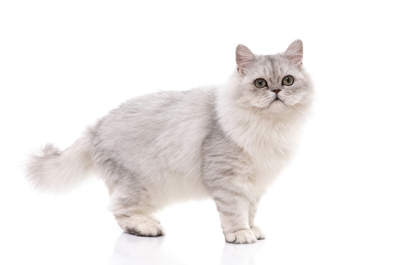 Chinchilla Persian Cat on white background