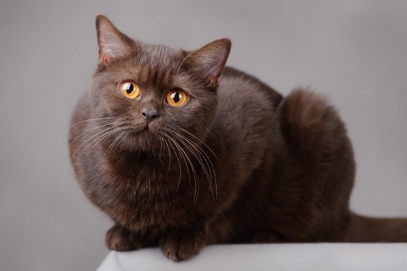 Chocolate British Shorthair cat