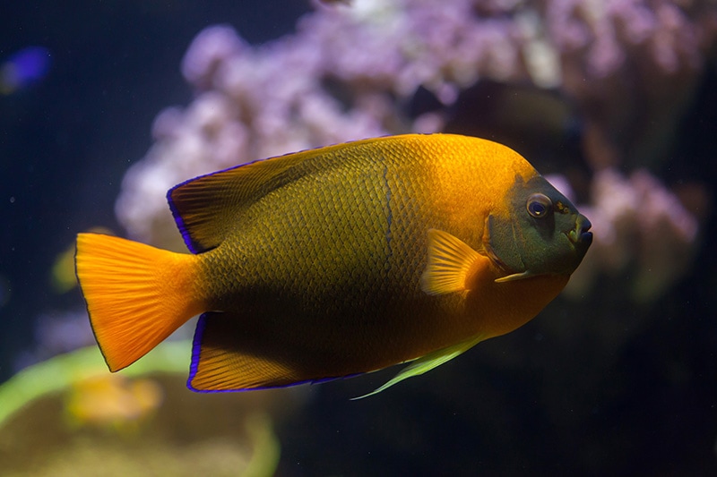 Clarion Angelfish