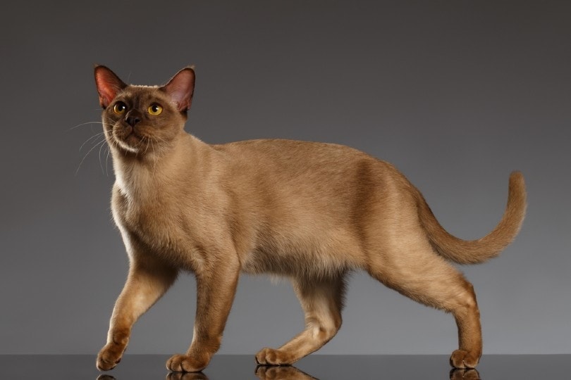 close up of Burmese cat standing on gray background