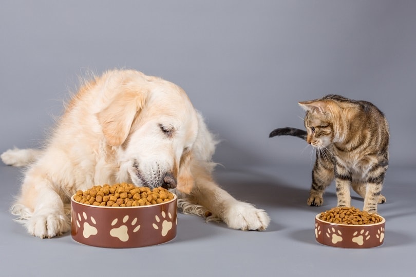 Dog and cat eating dry food