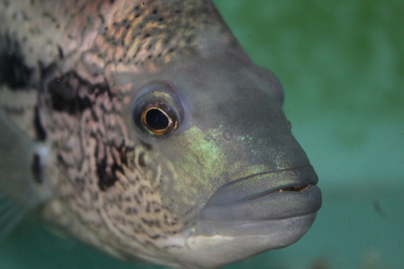 Dovii Cichlid Wolf Cichlid