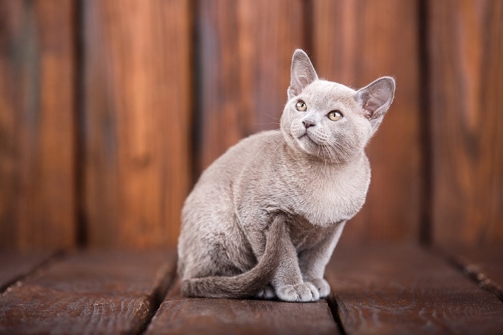 Burmese cat best sale types
