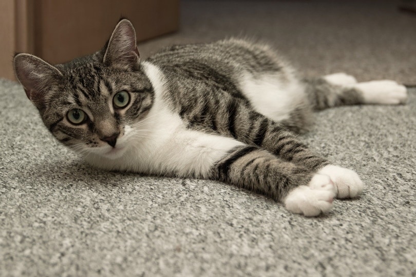 European shorthair cat lying on the floor