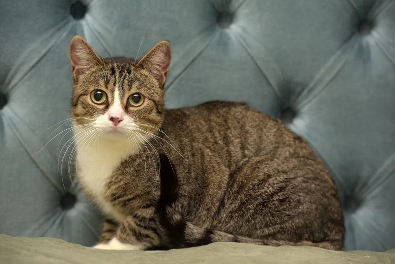 Gato con ojos bien abiertos, respaldo de cama gris detrás.