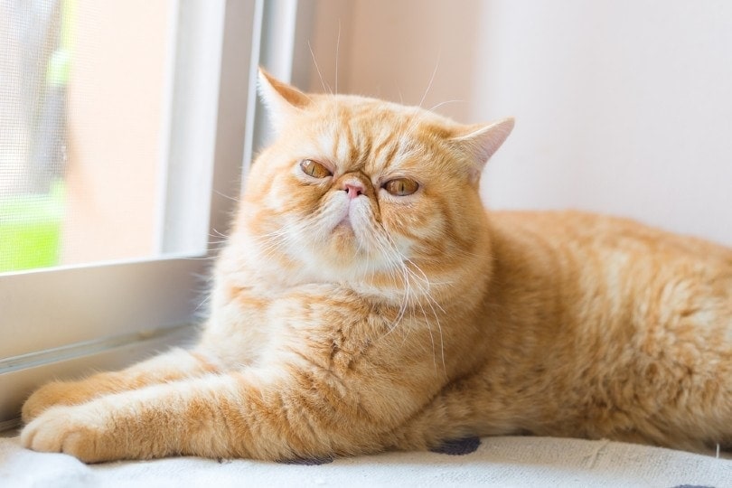 Breed of orange cat