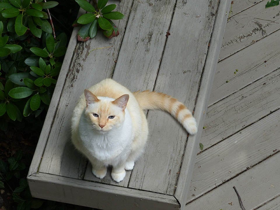 White flame point cat cheap