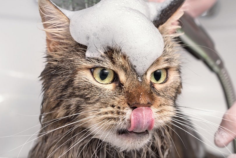 Girl washes cat in the bath