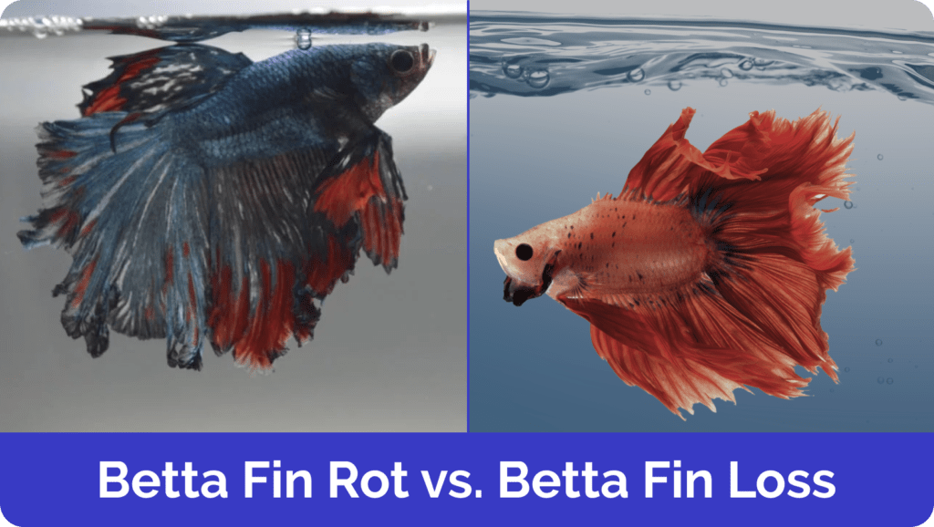Betta Fin Rot vs Fin Loss What’s the Difference? (VetApproved Guide