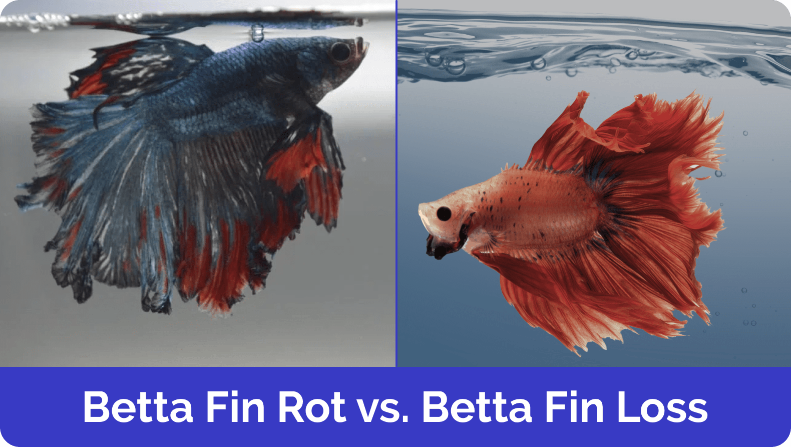 betta fin rot vs fin loss