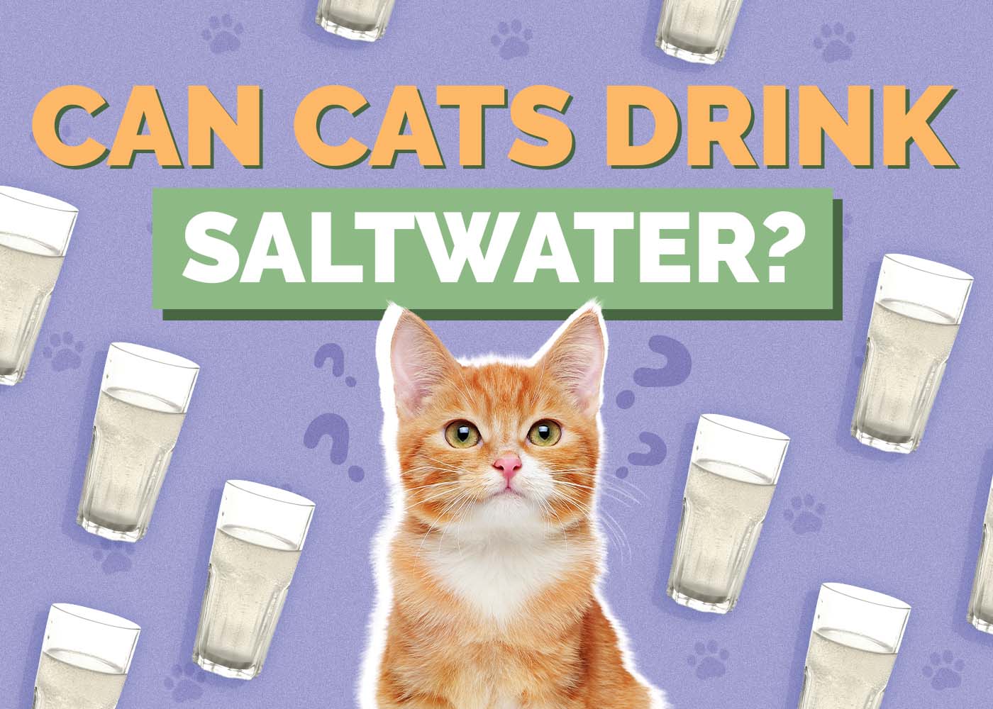 Hepper_Can Cats Drink_Saltwater 2024