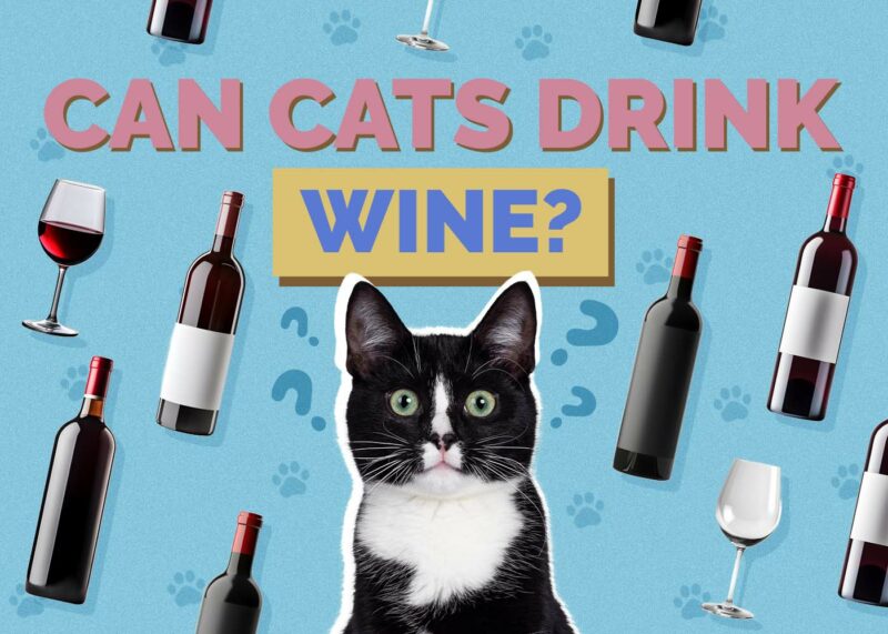 Hepper_Can Cats Drink_Wine 2024