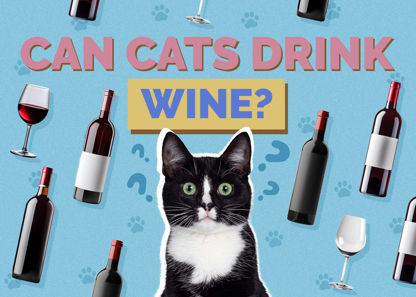 Hepper_Can Cats Drink_Wine 2024