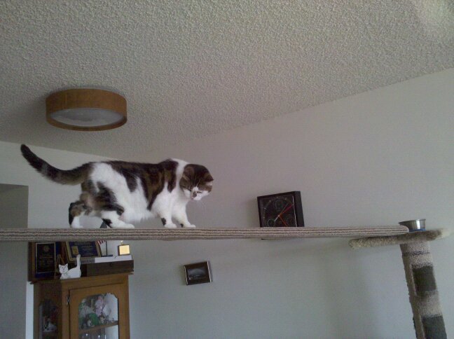 Kitty Tree With Ramps- Ana-white