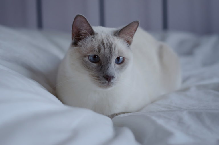 10 Types of Siamese Cats (With Info & Pictures) | Hepper