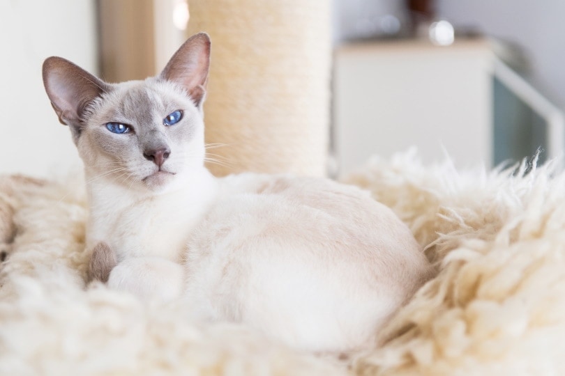 Gato de color crema y ojos azules tumbado en una manta mullida blanca.
