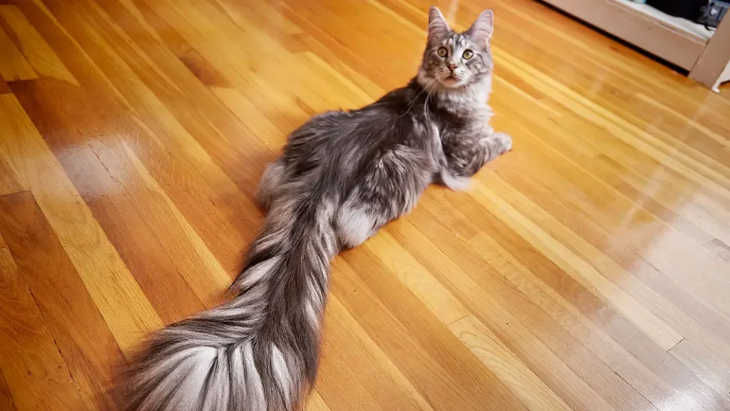 Longest-tail-on-a-cat-Cygnus