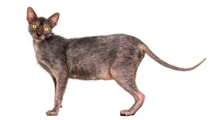 Lykoi cat