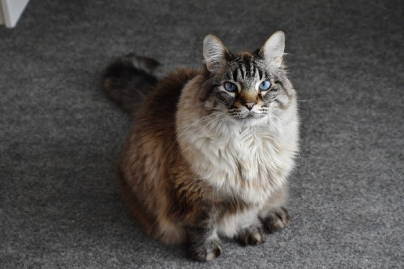 Gato de color grisáceo, blanco y canela sentado sobre una moqueta gris.