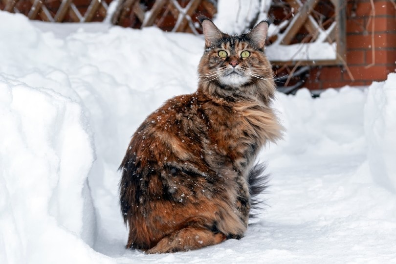Mèo Maine Coon ngồi trên con đường đóng băng đầy tuyết