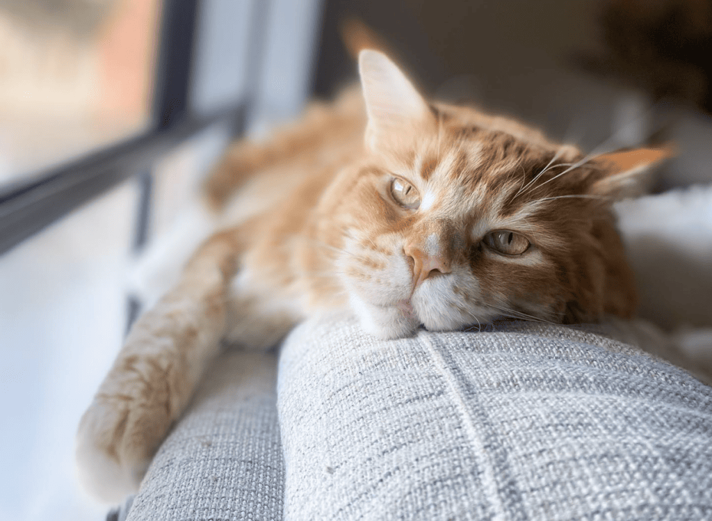 Omar the cat