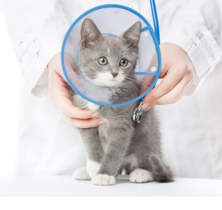 best cat cone collar