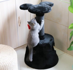 cat scratching post chewy