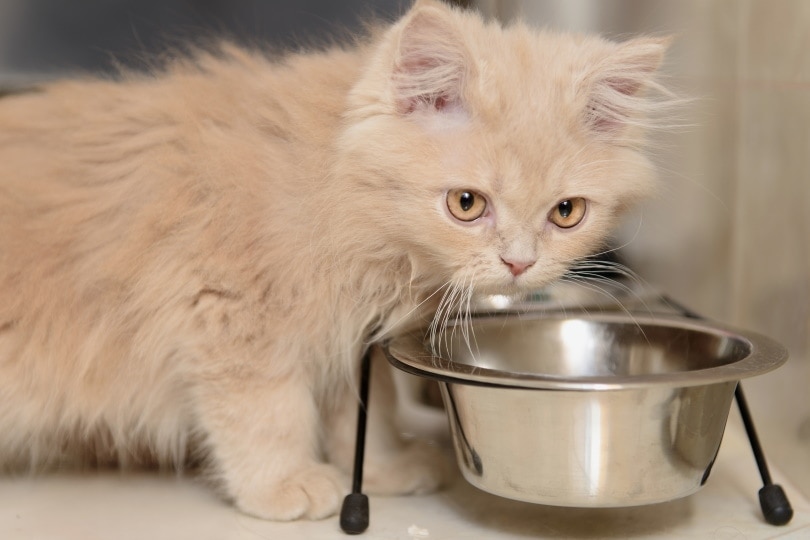 Persian kitten eating