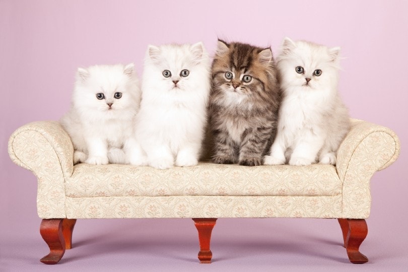 Persian kittens on a small couch